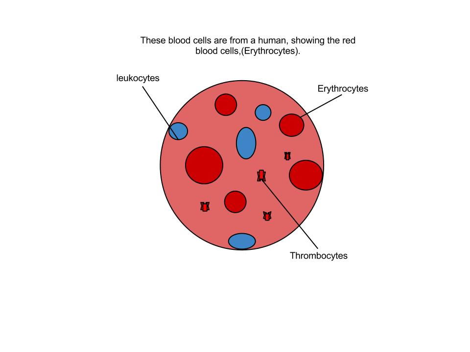 [DIAGRAM] Simple Diagram Of A Red Blood Cell